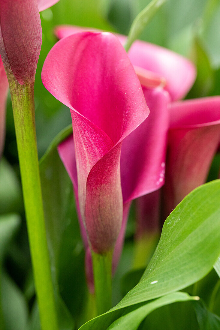 Zantedeschia aethiopica, pink