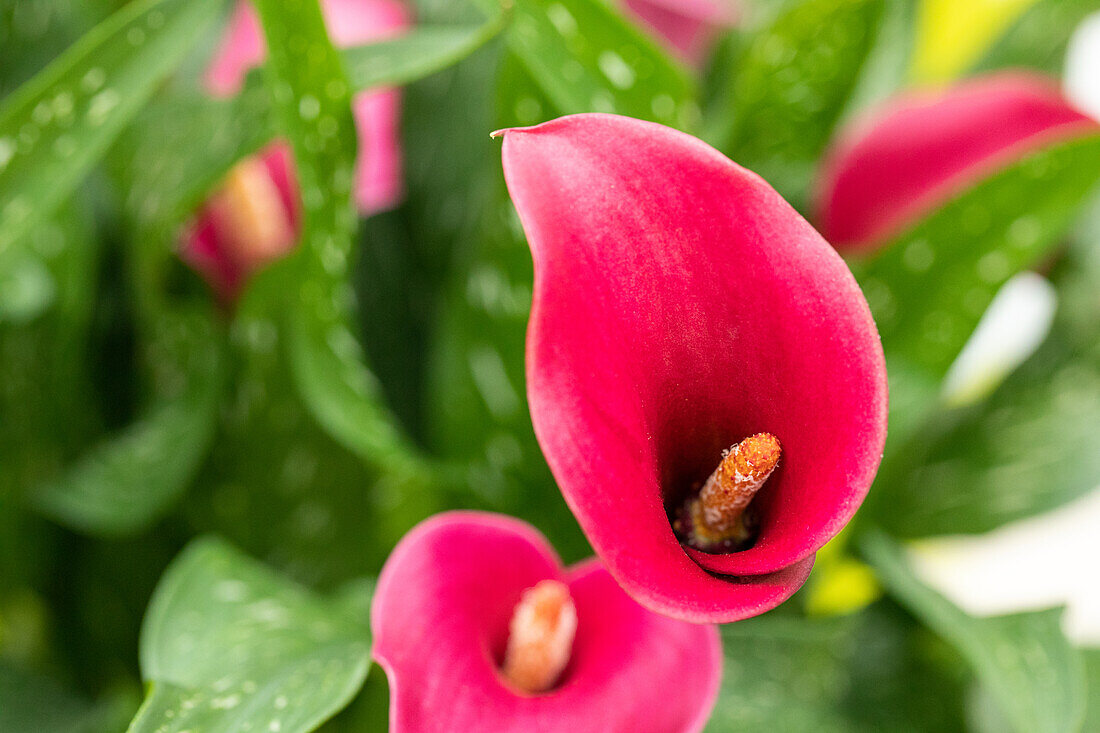 Zantedeschia aethiopica, rot