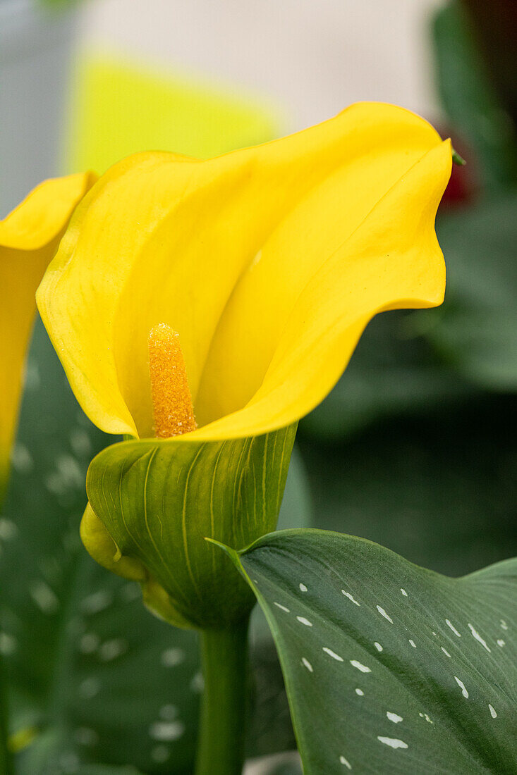 Zantedeschia aethiopica, gelb
