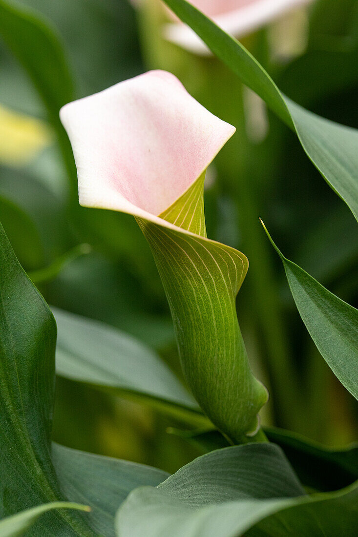 Zantedeschia aethiopica, light pink