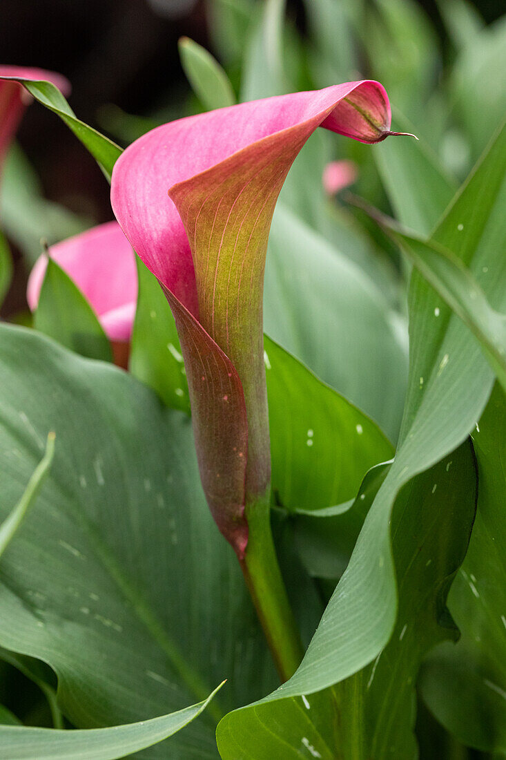 Zantedeschia aethiopica, pink