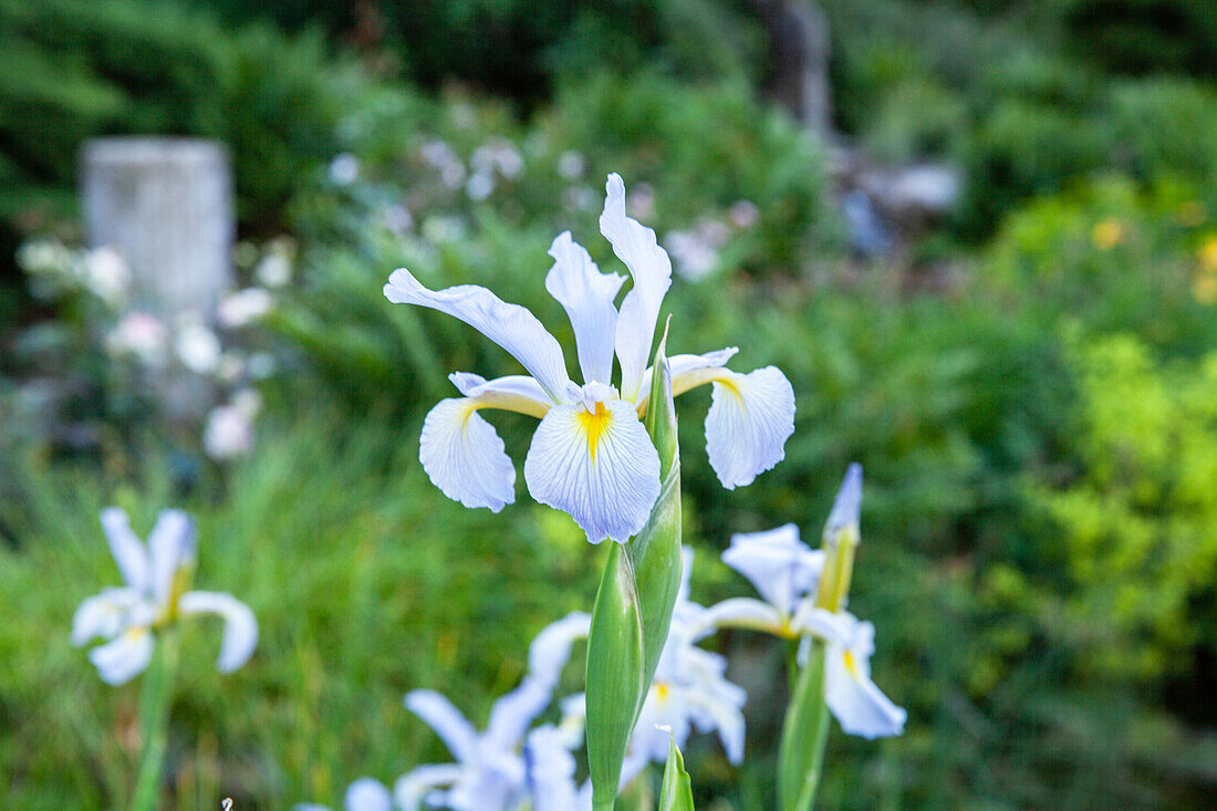 Iris versicolor, blau