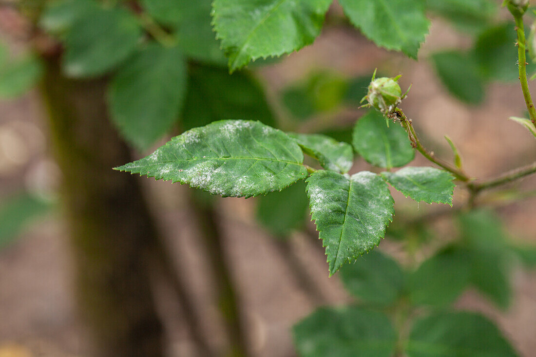 Mehltau an Rosen