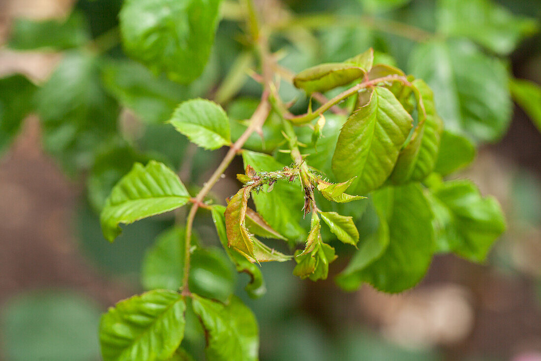 Aphids on rose leaves