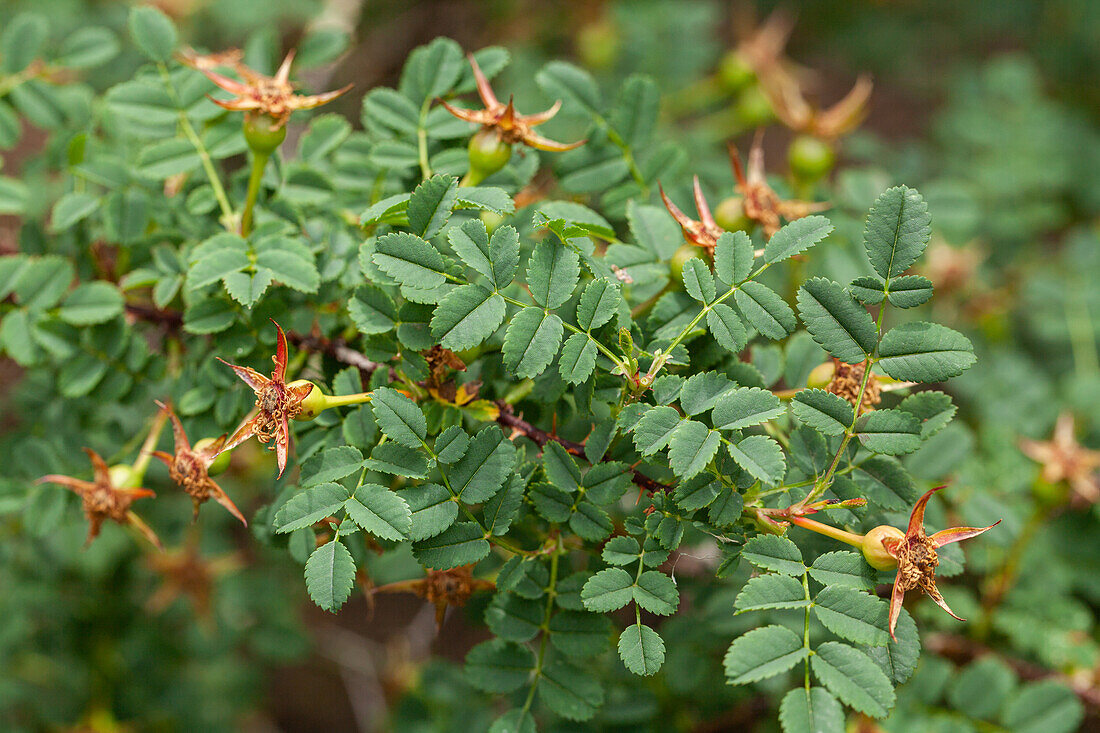 Rosa spinosissima