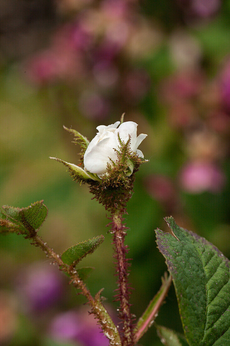 Rosa x centifolia 'Unique de Provence'