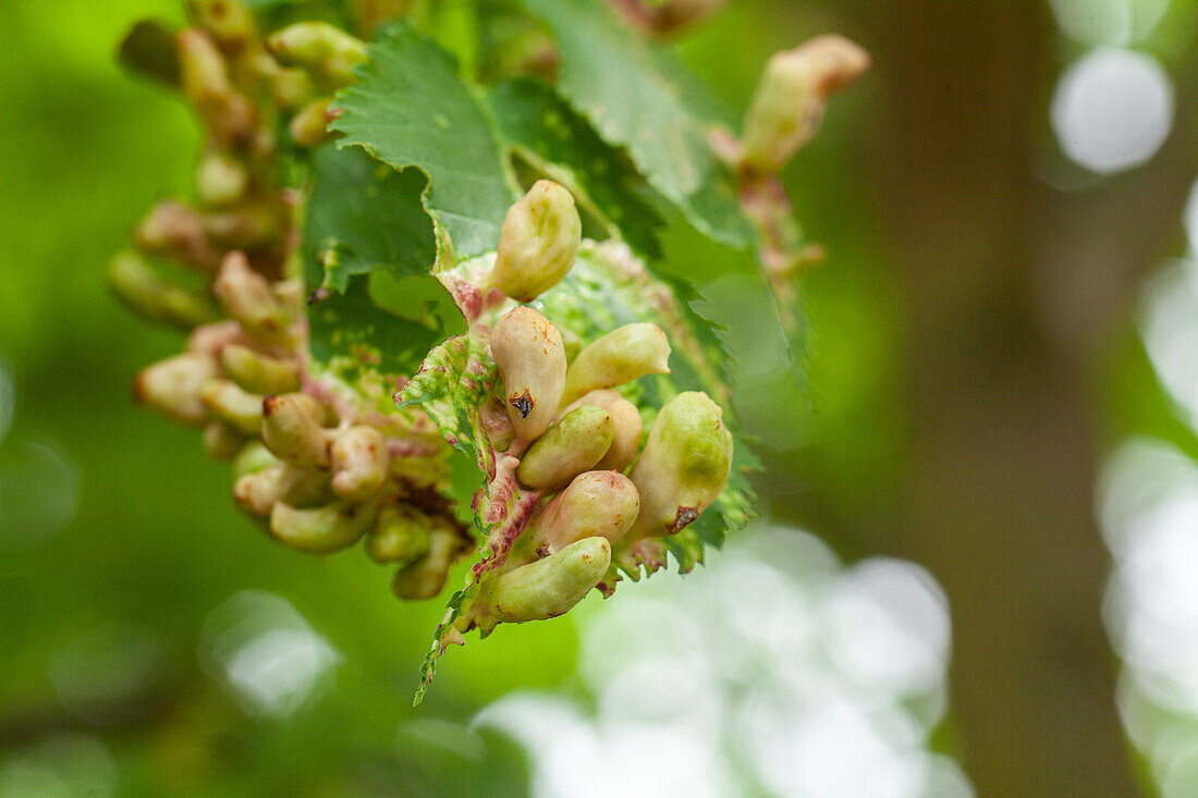 Leaf galls