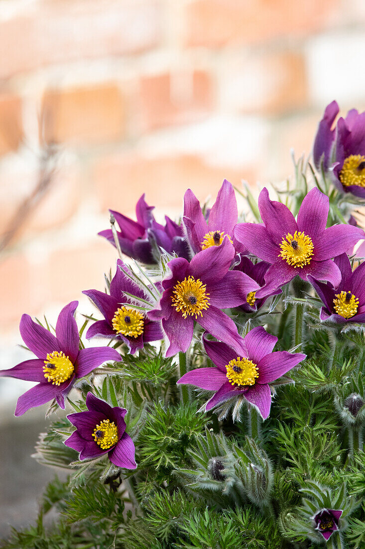 Pulsatilla vulgaris