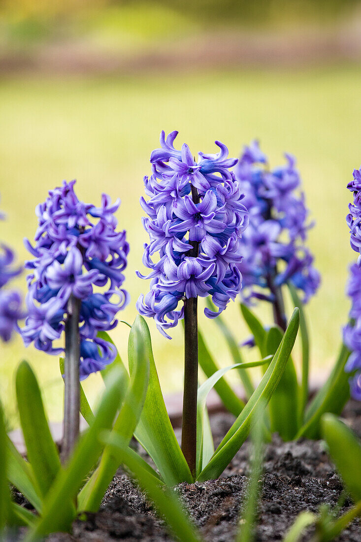 Hyacinthus orientalis, blau