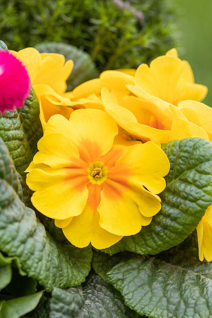 Primula vulgaris, yellow