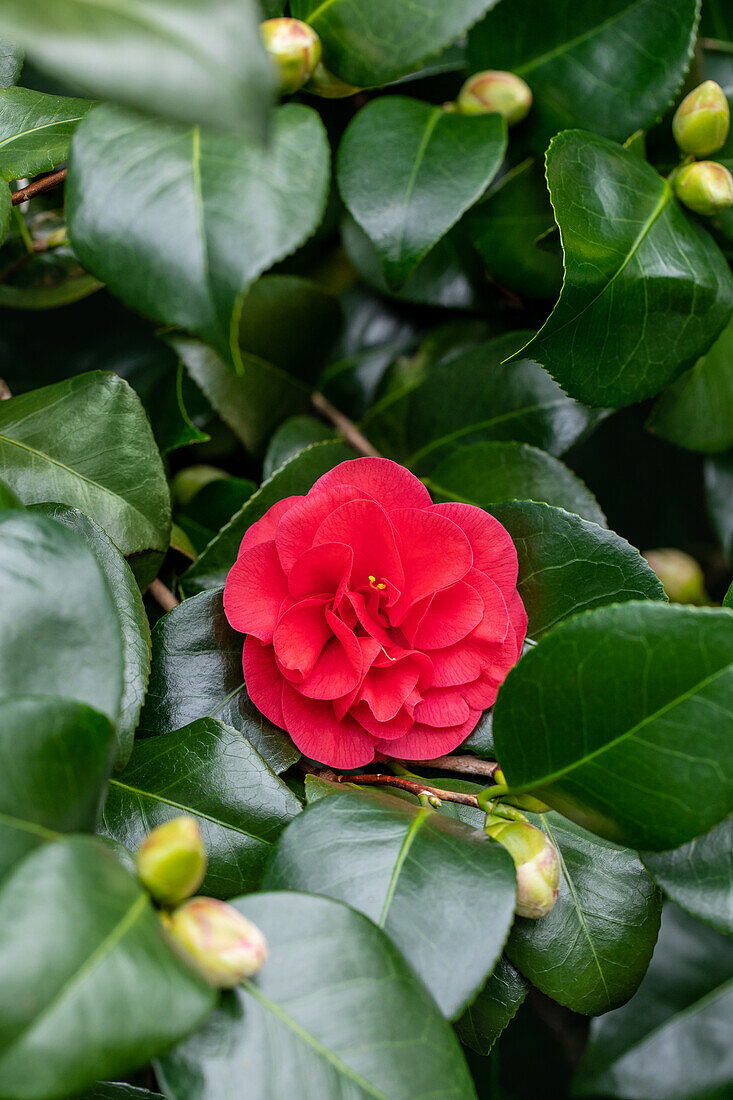 Camellia gefüllt, rot