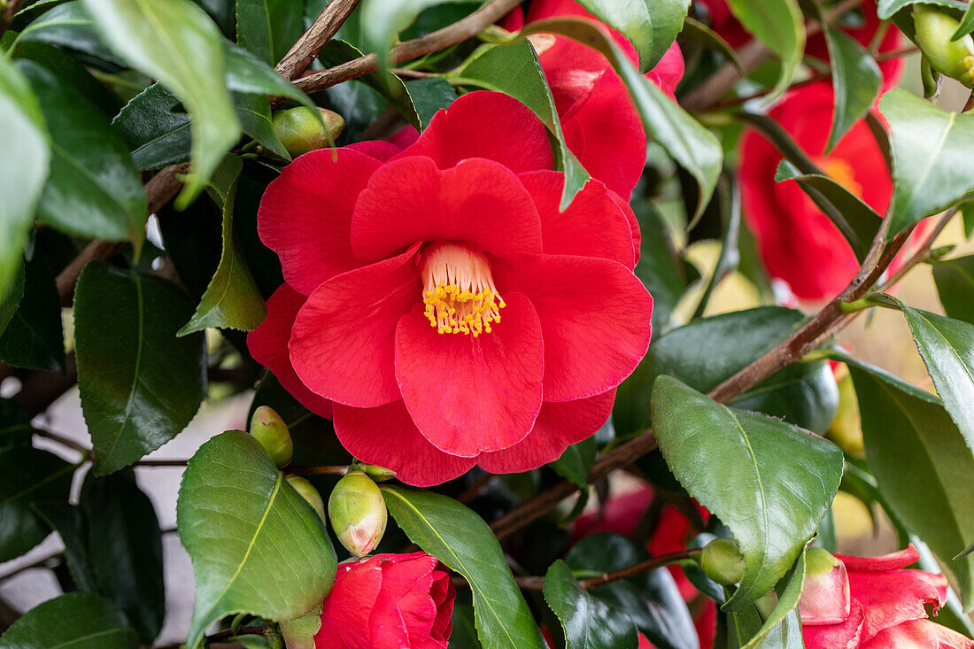 Camellia japonica, red