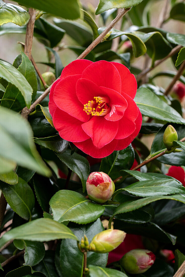 Camellia japonica, red