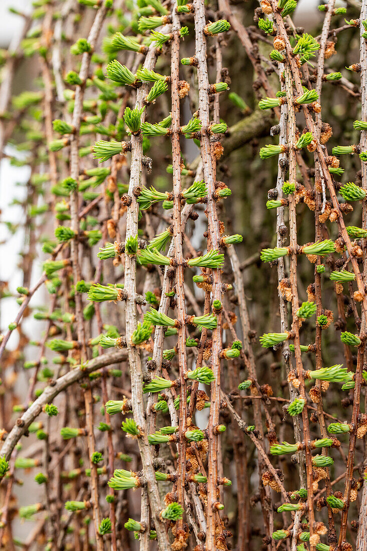 Larix decidua 'Pendula'