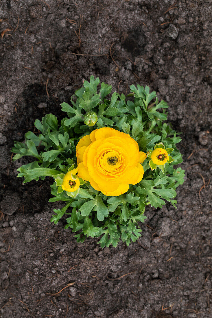 Ranunculus asiaticus, yellow