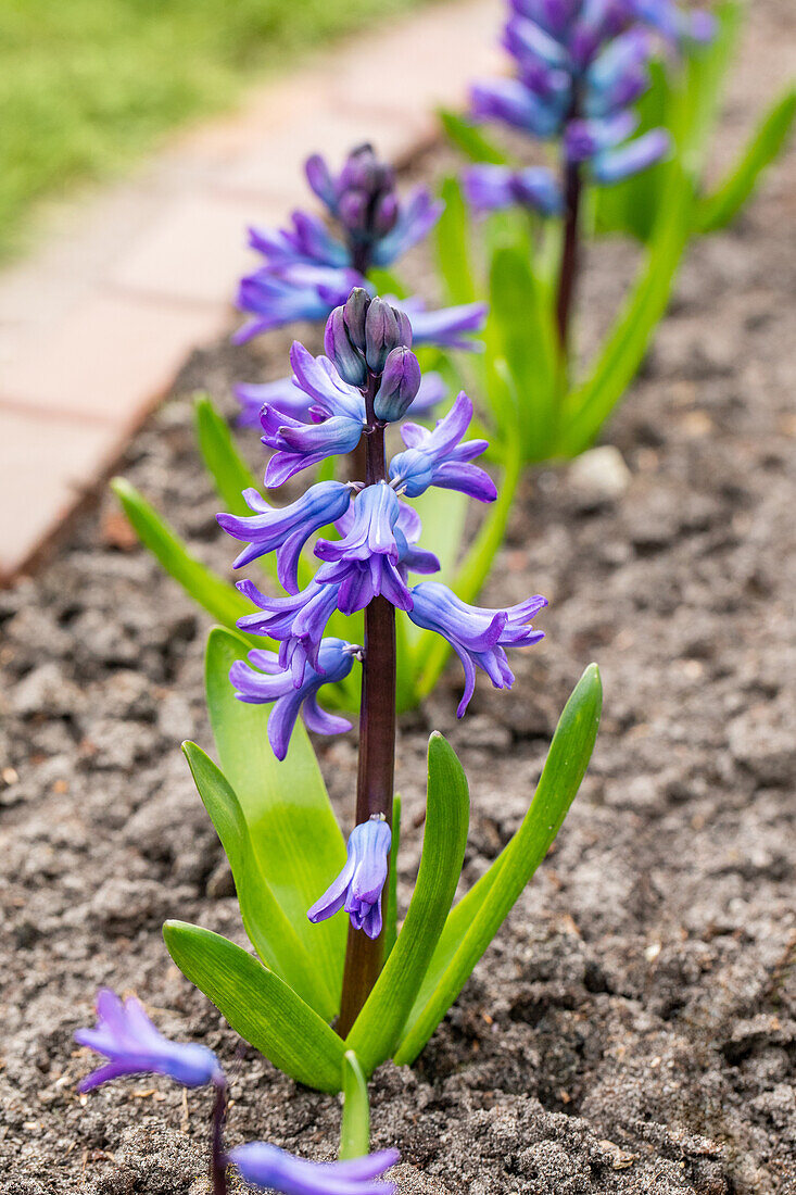 Hyacinthus orientalis, blue-violet