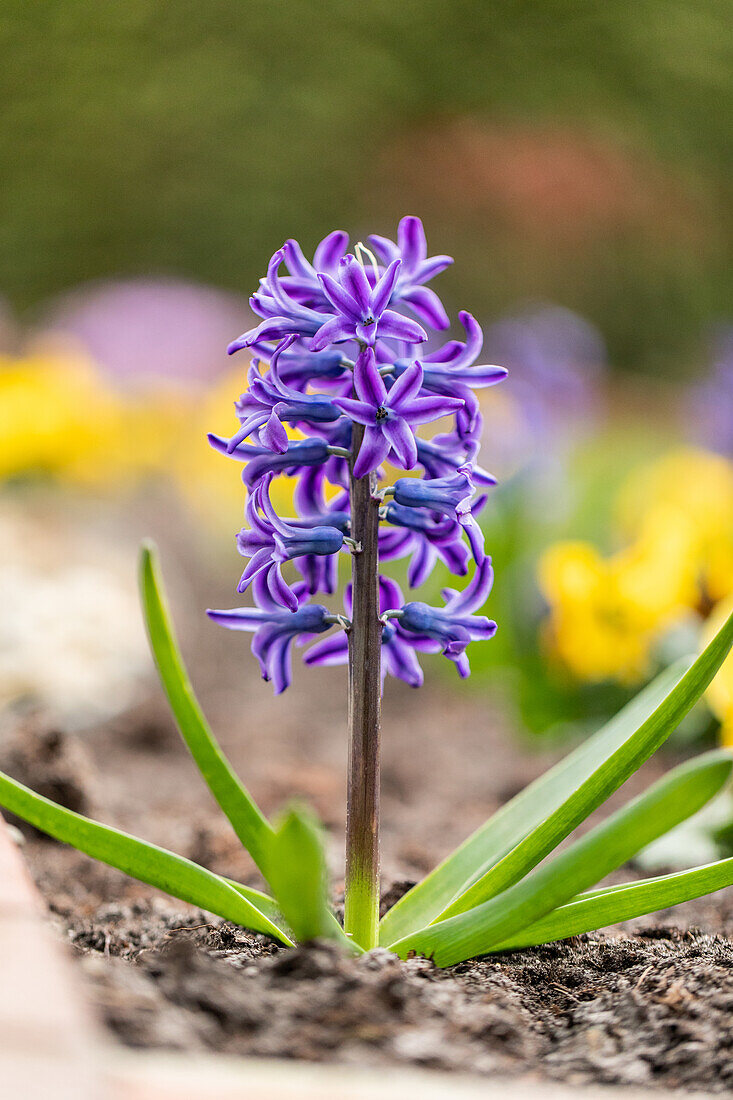 Hyacinthus orientalis, blue-violet