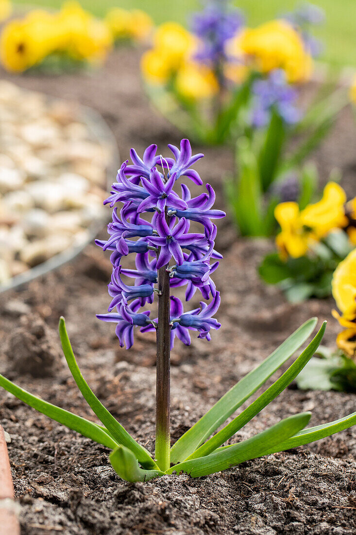 Hyacinthus orientalis, blauviolett