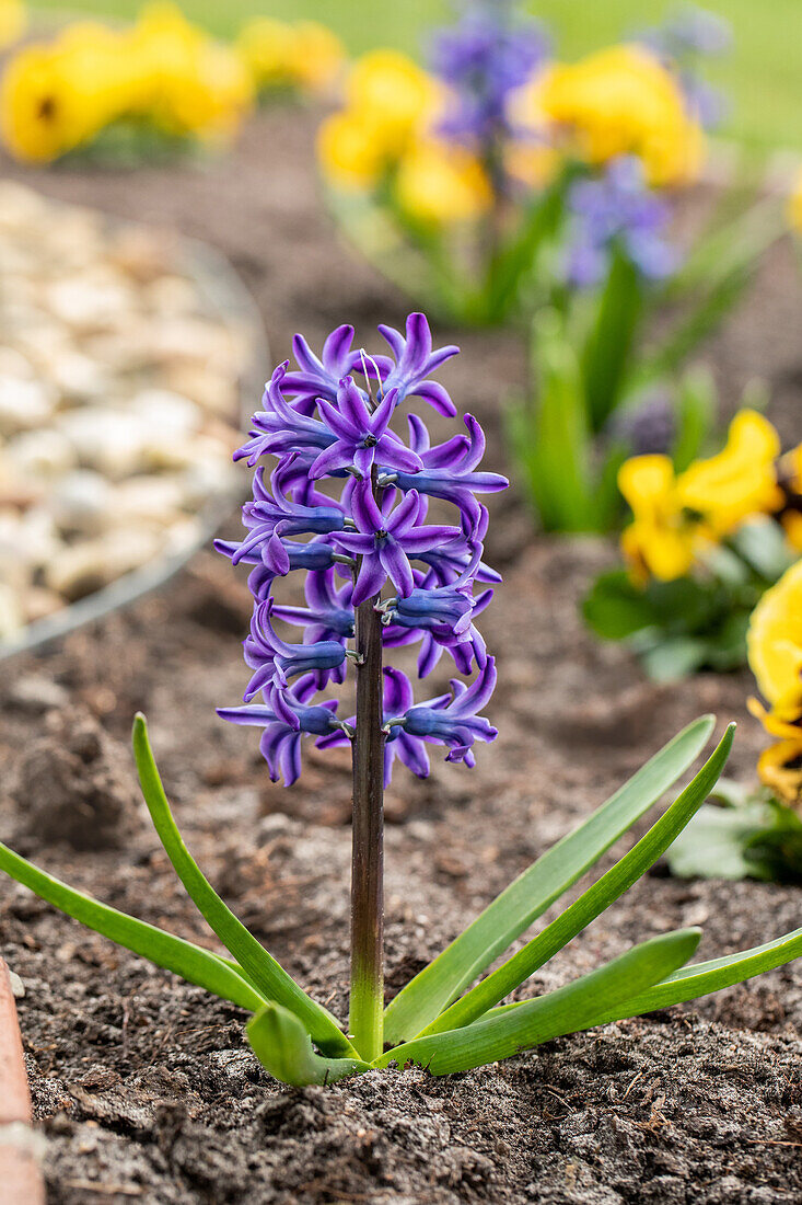 Hyacinthus orientalis, blue-violet