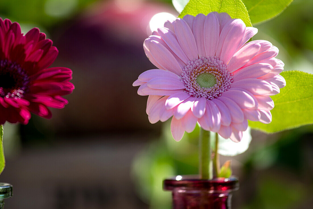 Gerbera