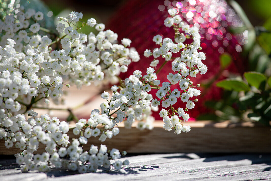 Gypsophila