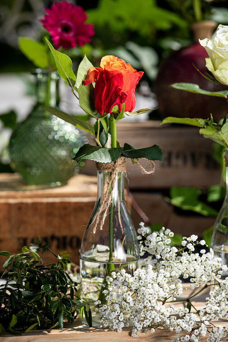 Rose in vase