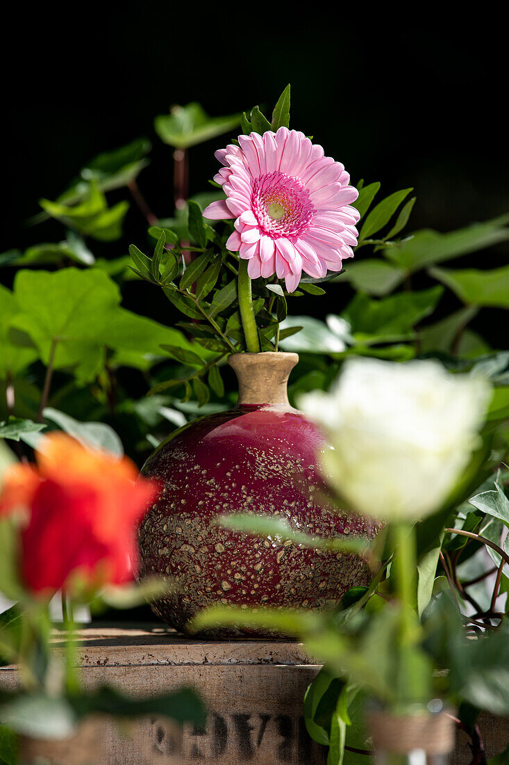 Gerbera in vase