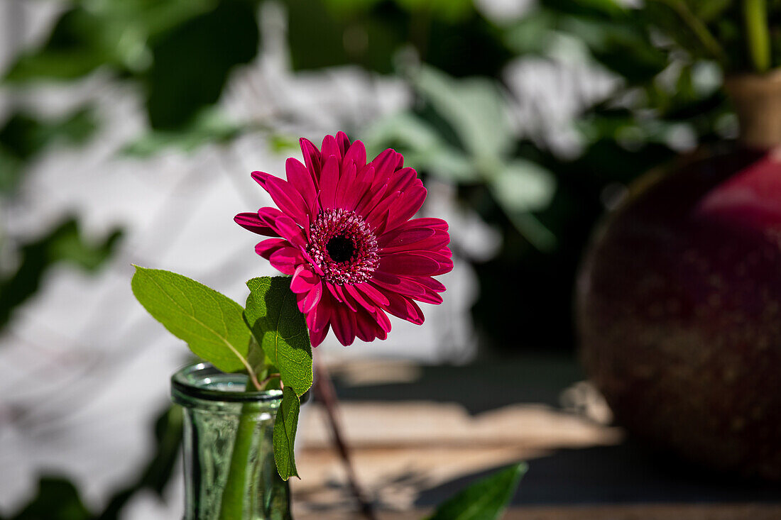 Gerbera in Vase