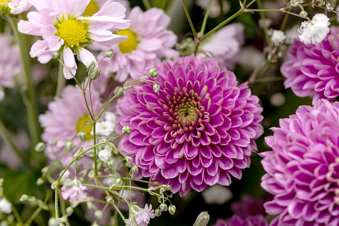 Cut flowers bouquet