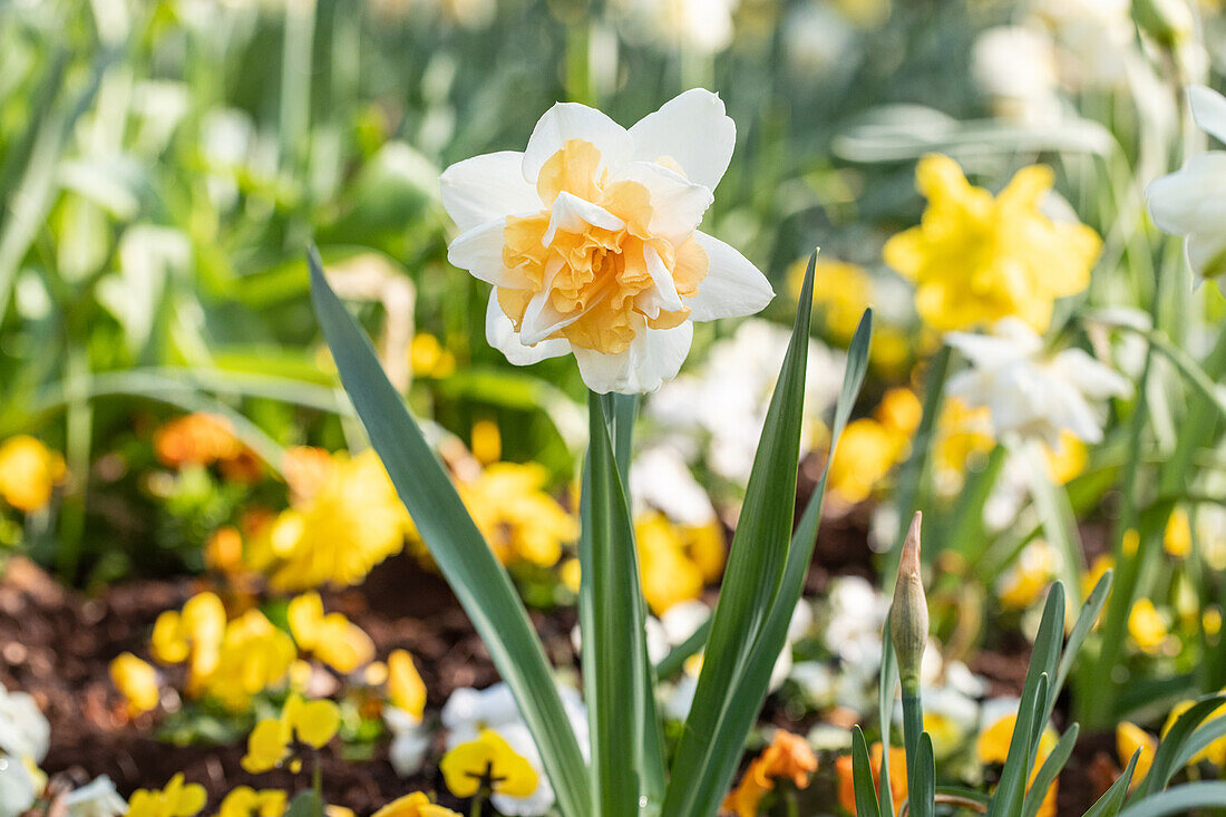 Narcissus Double