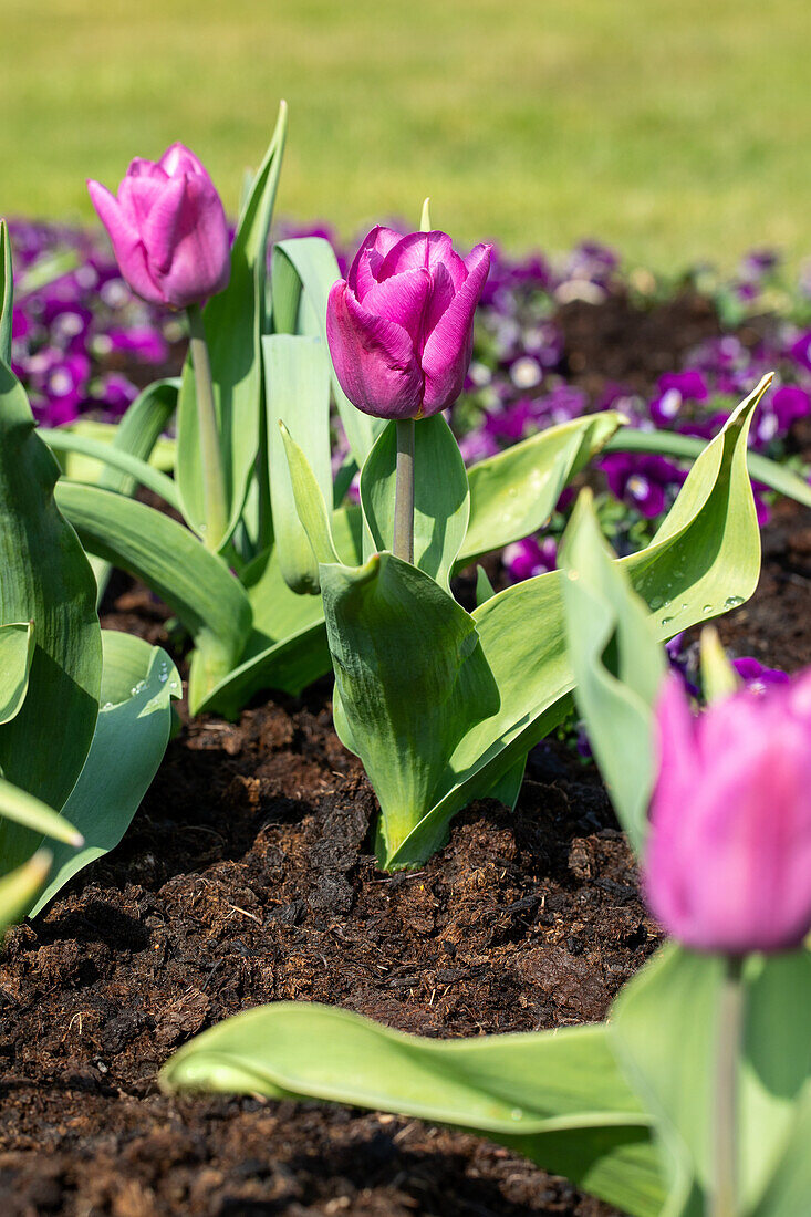 Tulipa 'Blue Beauty'