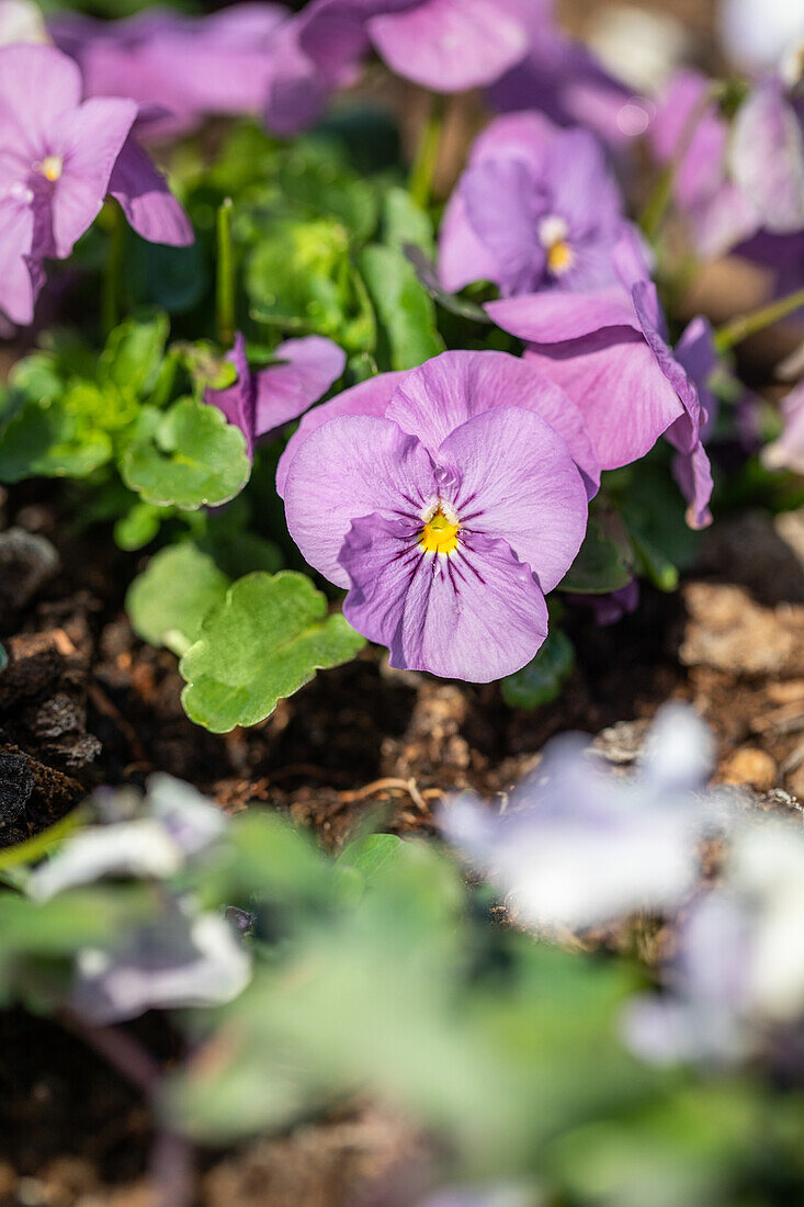 Viola cornuta