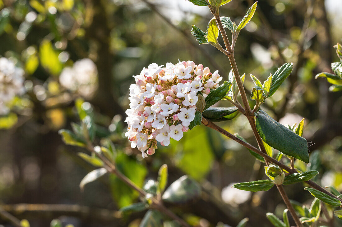 Viburnum x burkwoodii