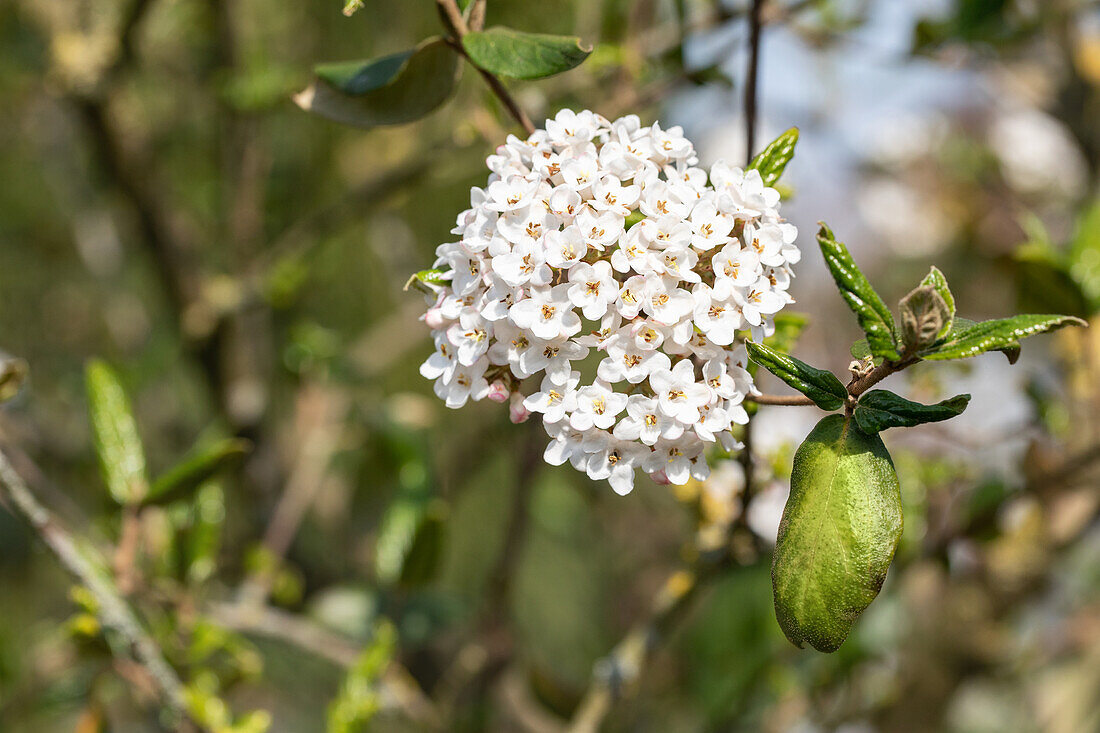 Viburnum x burkwoodii