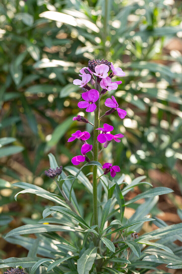 Erysimum linifolium 'Bowles Mauve'