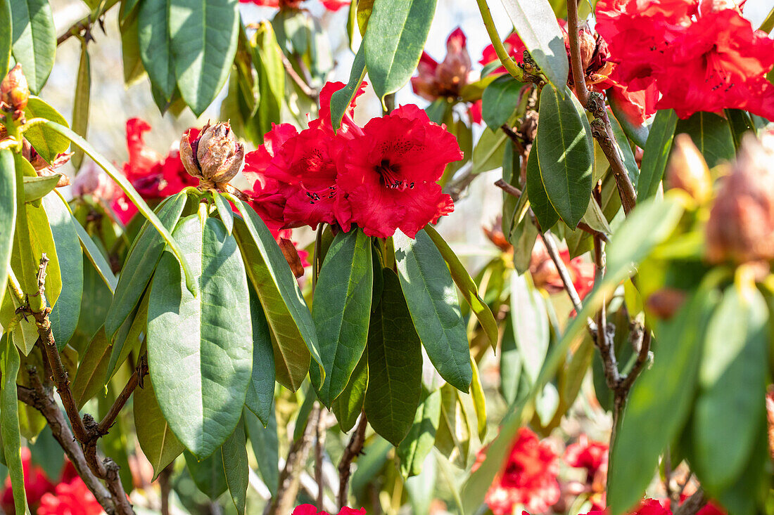 Rhododendron 'Taurus'
