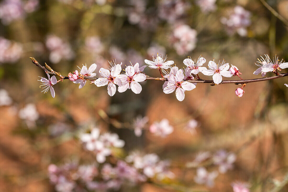 Prunus spinosa 'Purpurea'