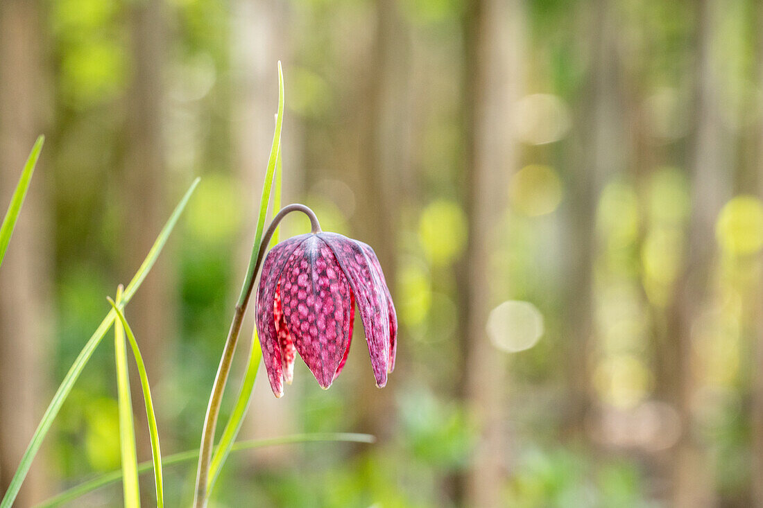 Fritillaria meleagris