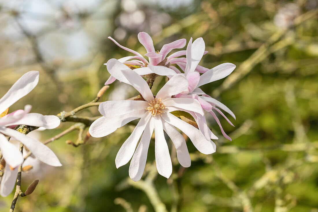 Magnolia x loebneri 'Leonard Messel'