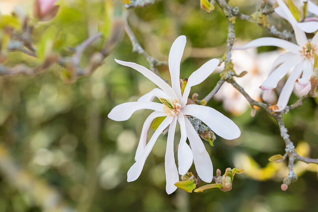 Magnolia x loebneri 'Leonard Messel'