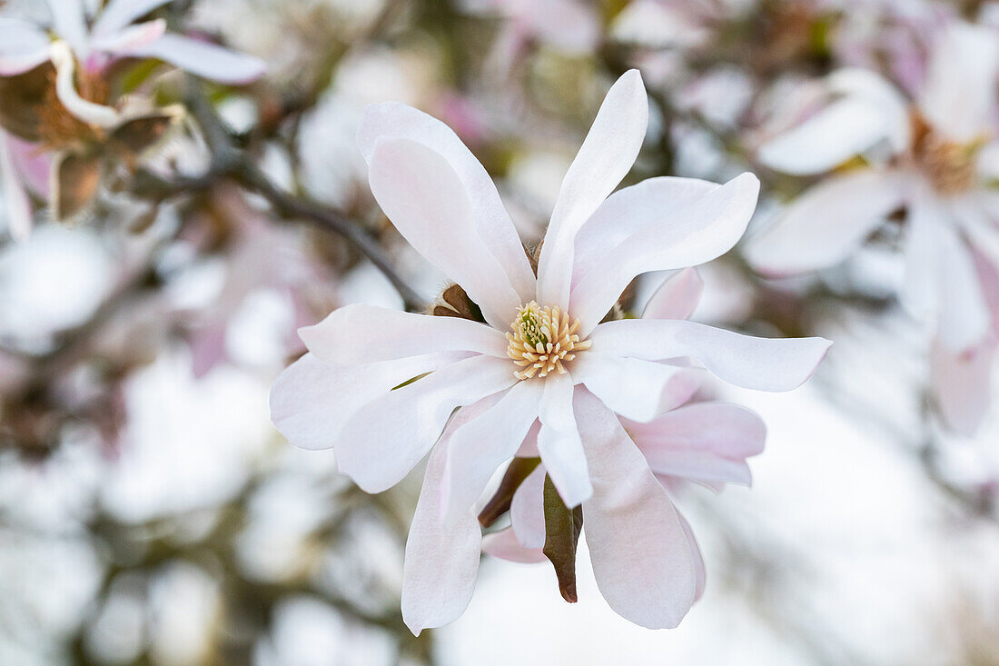 Magnolia x loebneri 'Leonard Messel'