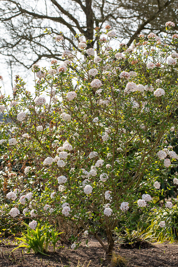 Viburnum x burkwoodii 'Anne Russel'