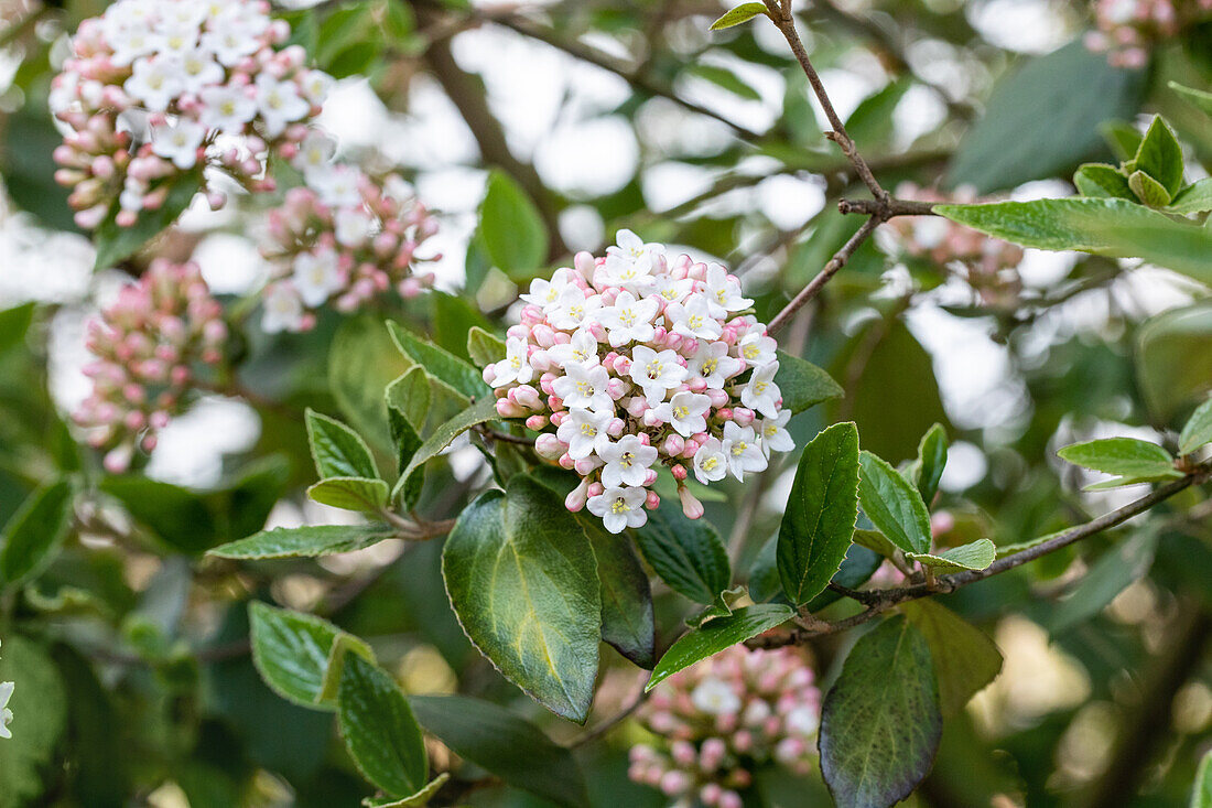 Viburnum x burkwoodii