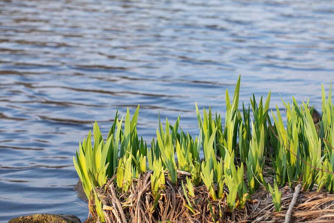 Iris pseudacorus