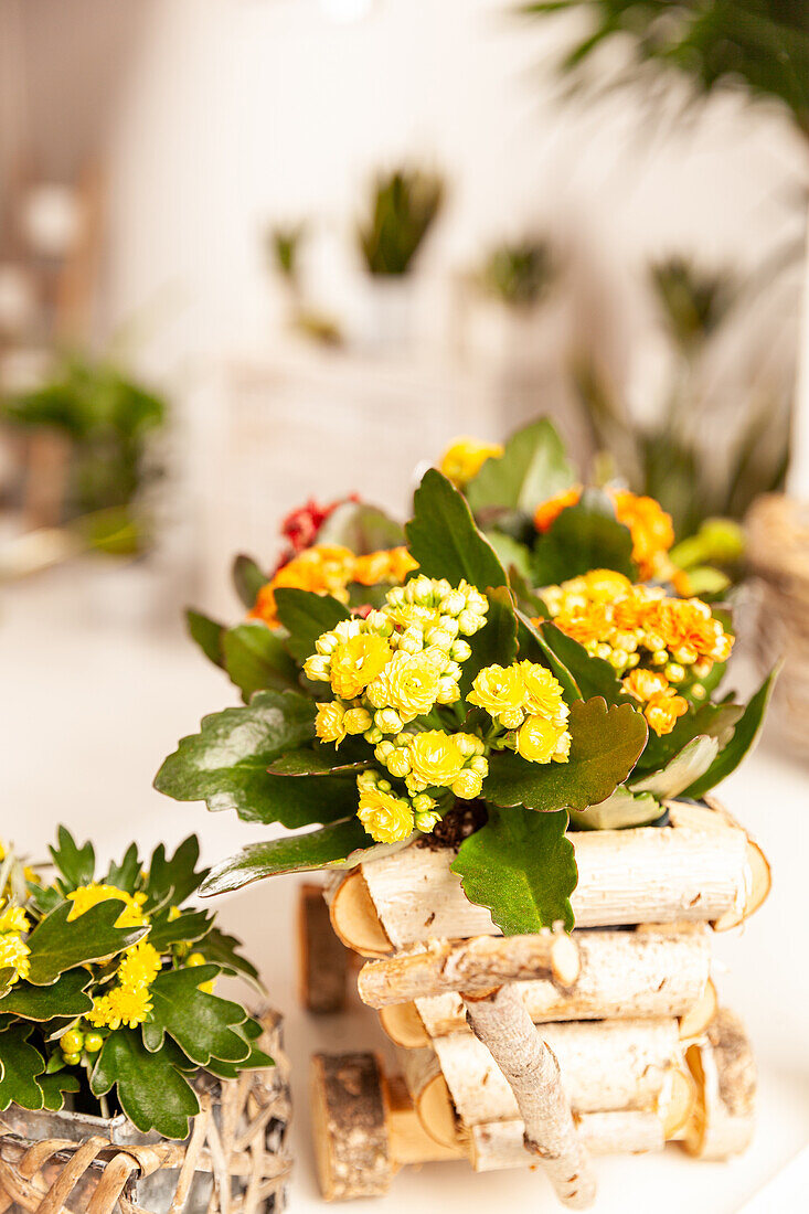 Kalanchoe blossfeldiana, double