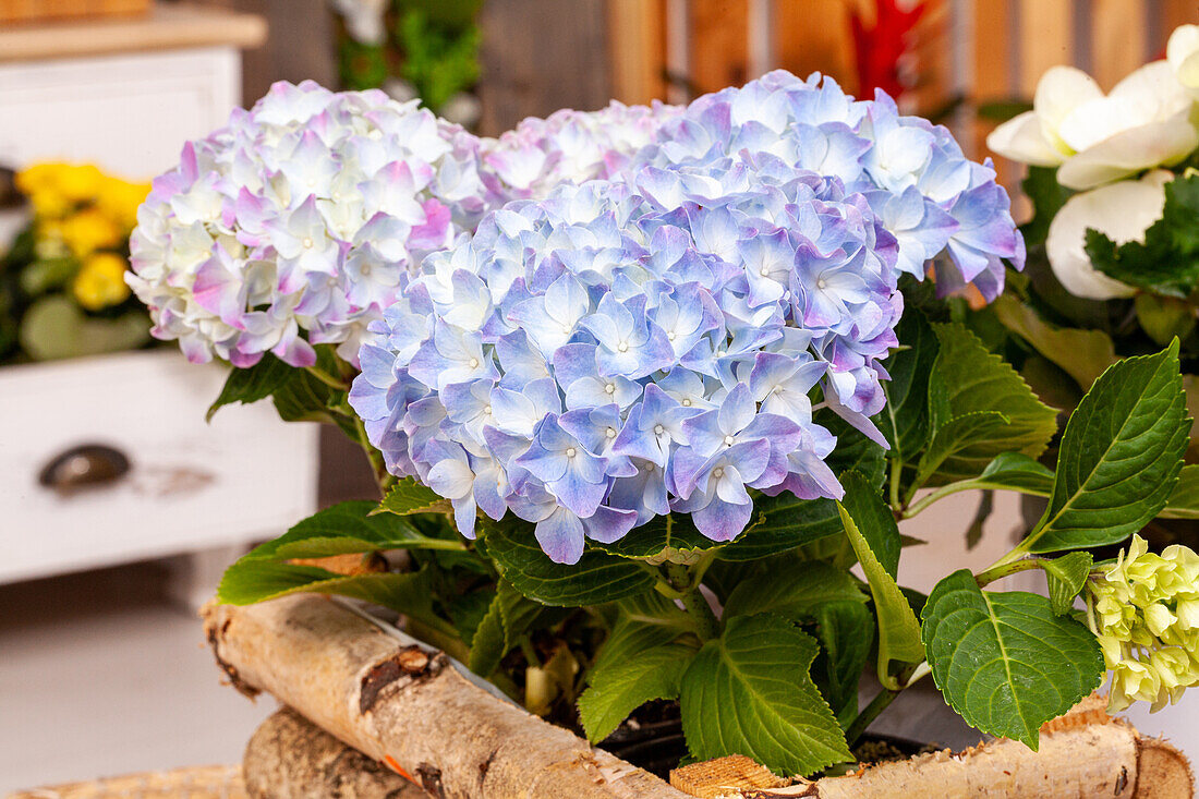 Hydrangea macrophylla, blue