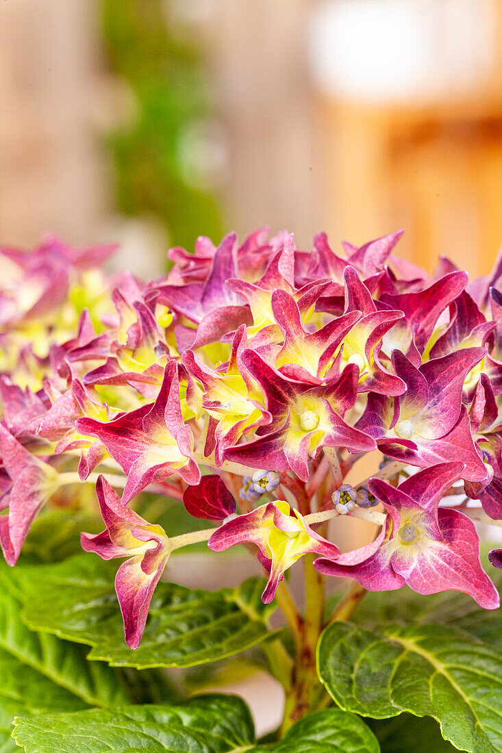 Hydrangea macrophylla, red