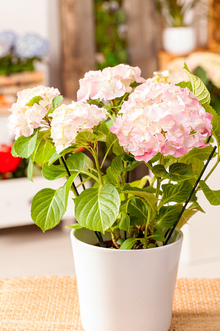 Hydrangea macrophylla, pink