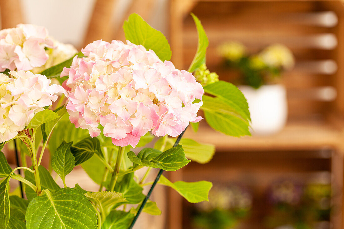 Hydrangea macrophylla, pink