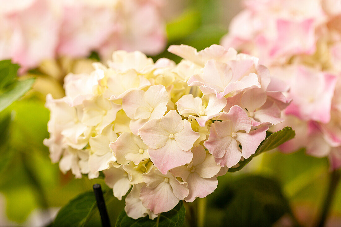 Hydrangea macrophylla